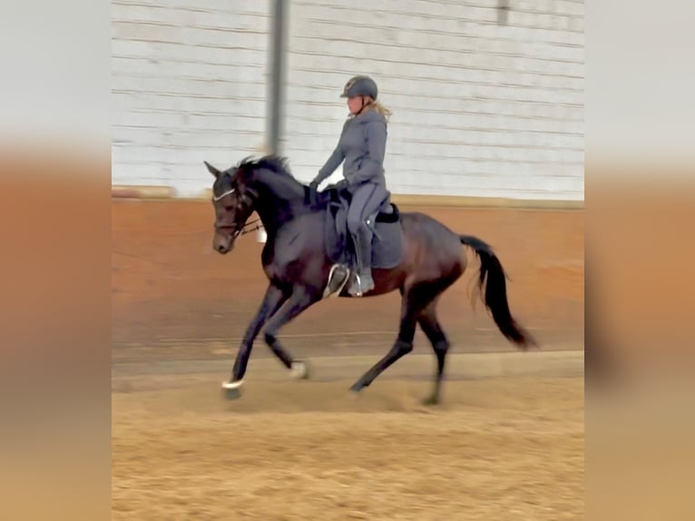 Brandenburger Warmblut Stute 4 Jahre 165 cm Dunkelbrauner in Aachen