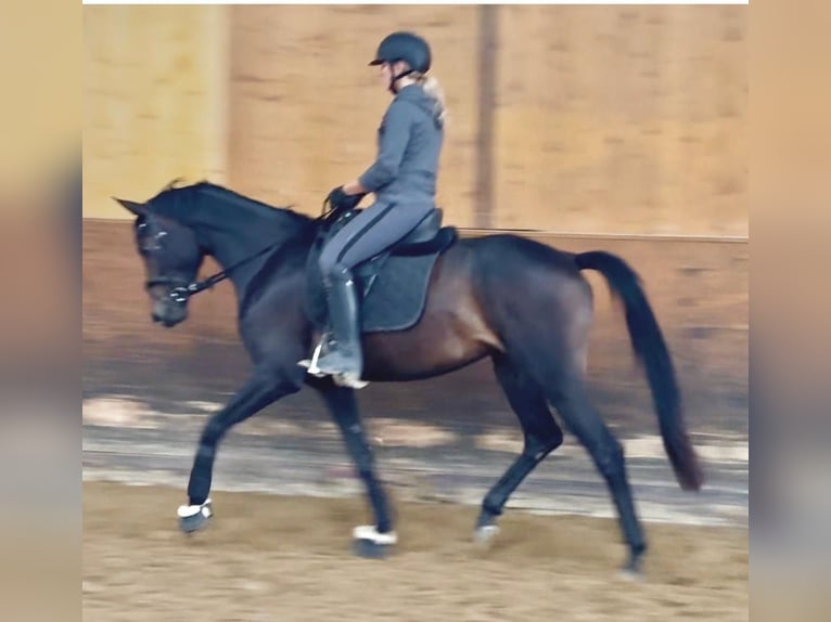 Brandenburger Warmblut Stute 4 Jahre 165 cm Dunkelbrauner in Aachen