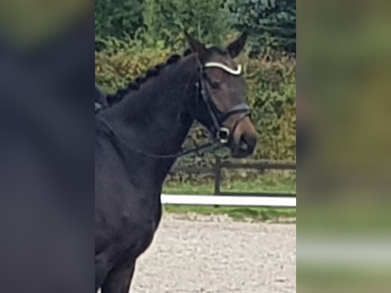 Brandenburger Warmblut Stute 4 Jahre 165 cm Dunkelbrauner in Aachen