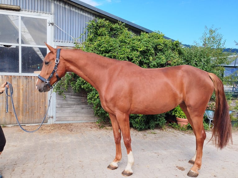Brandenburger Warmblut Stute 4 Jahre 168 cm Fuchs in Tiefgraben