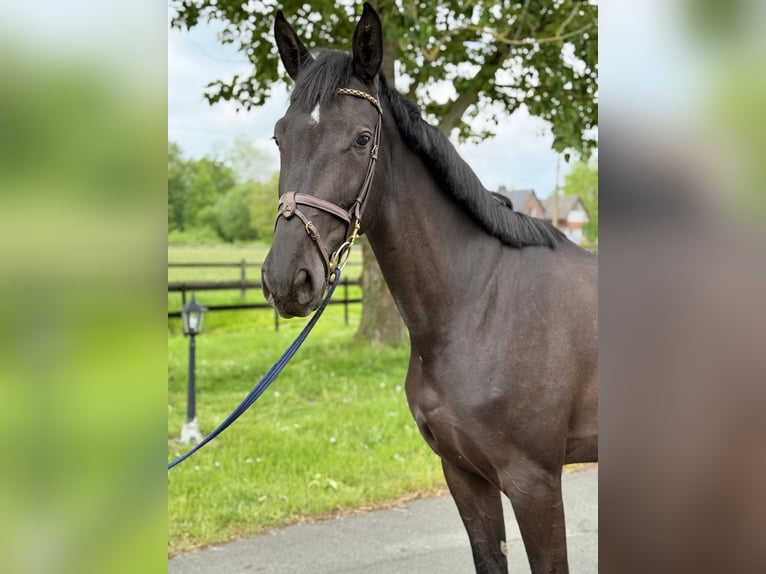 Brandenburger Warmblut Stute 4 Jahre 168 cm Rappe in Münster