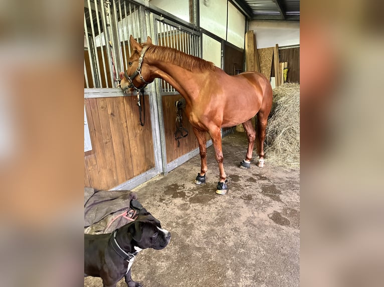 Brandenburger Warmblut Stute 5 Jahre 155 cm Fuchs in Leipzig