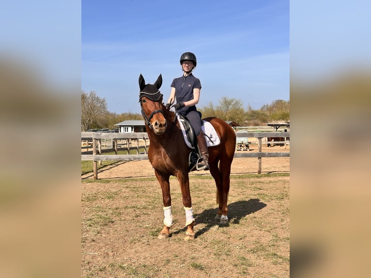 Brandenburger Warmblut Stute 5 Jahre 155 cm Fuchs in Leipzig