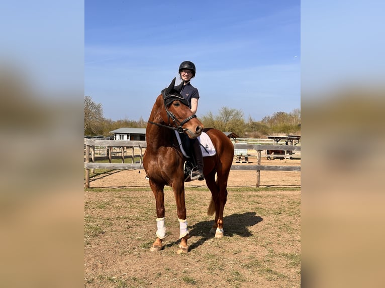 Brandenburger Warmblut Stute 5 Jahre 157 cm Fuchs in Leipzig
