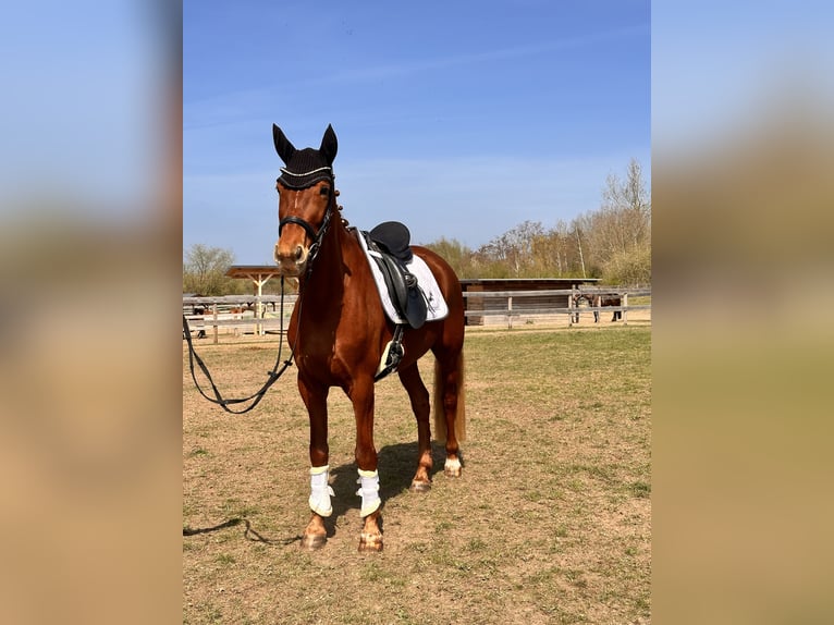Brandenburger Warmblut Stute 5 Jahre 157 cm Fuchs in Leipzig