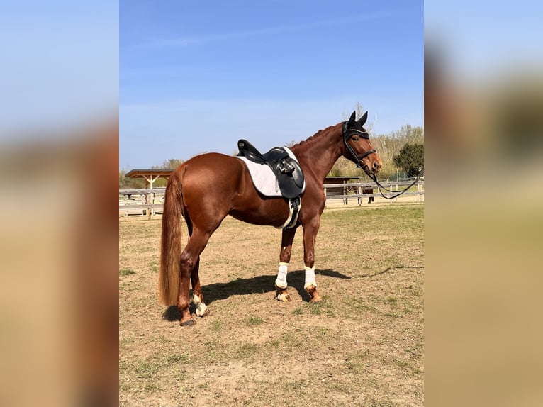 Brandenburger Warmblut Stute 5 Jahre 157 cm Fuchs in Leipzig