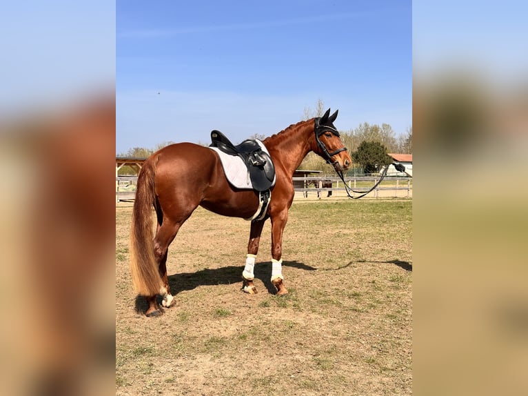 Brandenburger Warmblut Stute 5 Jahre 157 cm Fuchs in Leipzig