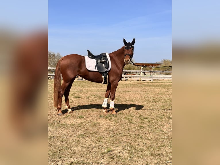 Brandenburger Warmblut Stute 5 Jahre 157 cm Fuchs in Leipzig