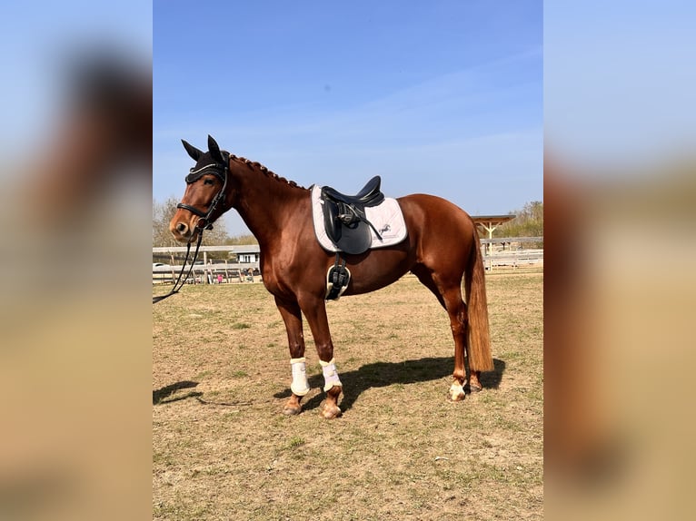 Brandenburger Warmblut Stute 5 Jahre 157 cm Fuchs in Leipzig