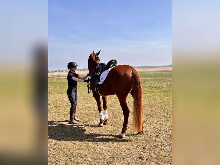 Brandenburger Warmblut Stute 5 Jahre 157 cm Fuchs in Leipzig