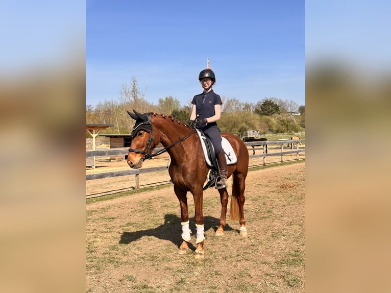 Brandenburger Warmblut Stute 5 Jahre 157 cm Fuchs in Leipzig