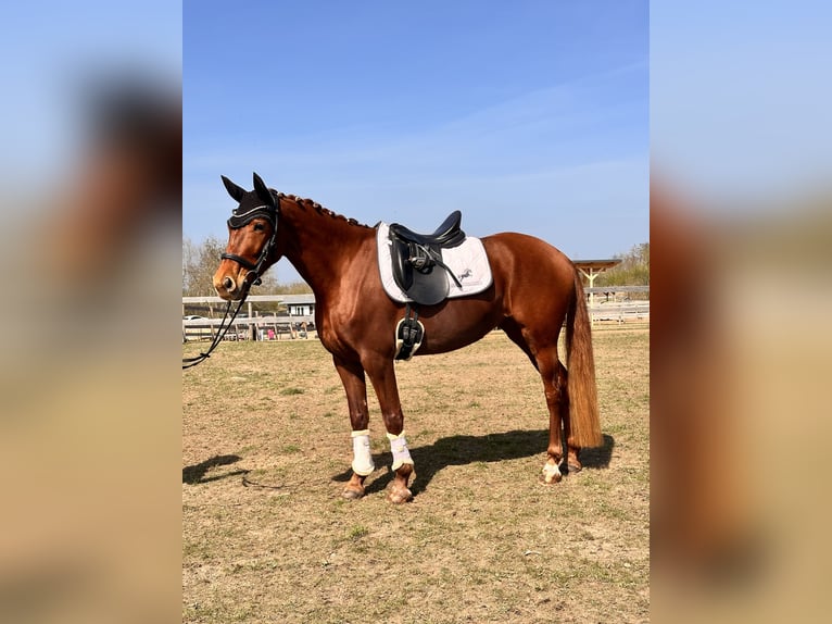 Brandenburger Warmblut Stute 5 Jahre 157 cm Fuchs in Leipzig