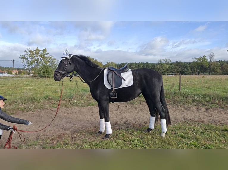 Brandenburger Warmblut Stute 5 Jahre 163 cm Rappe in Groß Kreutz