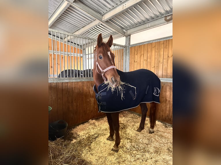 Brandenburger Warmblut Stute 6 Jahre 155 cm Fuchs in Leipzig