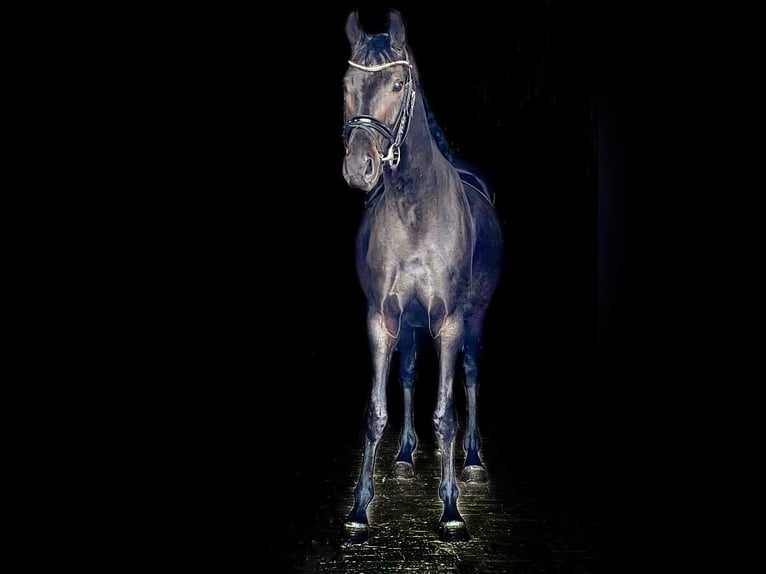 Brandenburger Warmblut Stute 6 Jahre 158 cm Dunkelbrauner in Sch&#xF6;nwalde