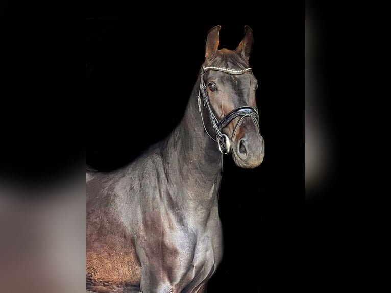 Brandenburger Warmblut Stute 6 Jahre 158 cm Dunkelbrauner in Sch&#xF6;nwalde