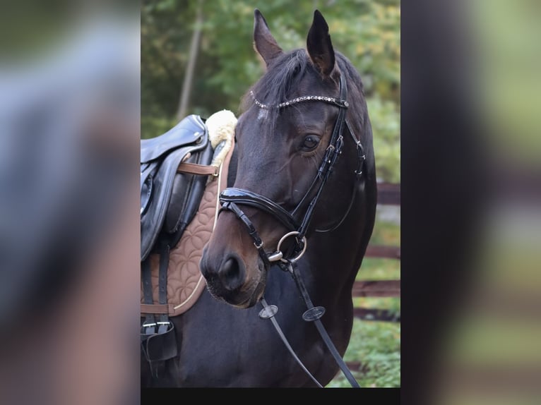 Brandenburger Warmblut Stute 6 Jahre 160 cm Dunkelbrauner in Loxstedt