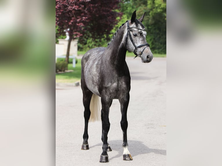 Brandenburger Warmblut Stute 6 Jahre 165 cm Schimmel in Schwäbisch Hall