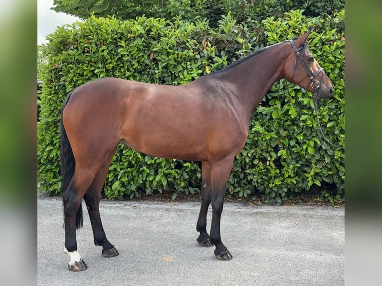 Brandenburger Warmblut Stute 7 Jahre 174 cm Brauner in Bocholtz