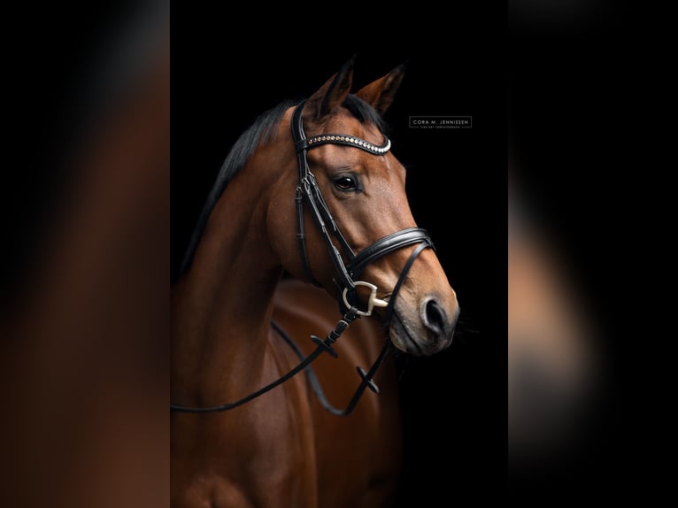 Brandenburger Warmblut Stute 8 Jahre 166 cm Brauner in Warendorf Milte