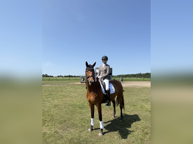 Brandenburger Warmblut Stute 8 Jahre 166 cm Brauner in Warendorf Milte