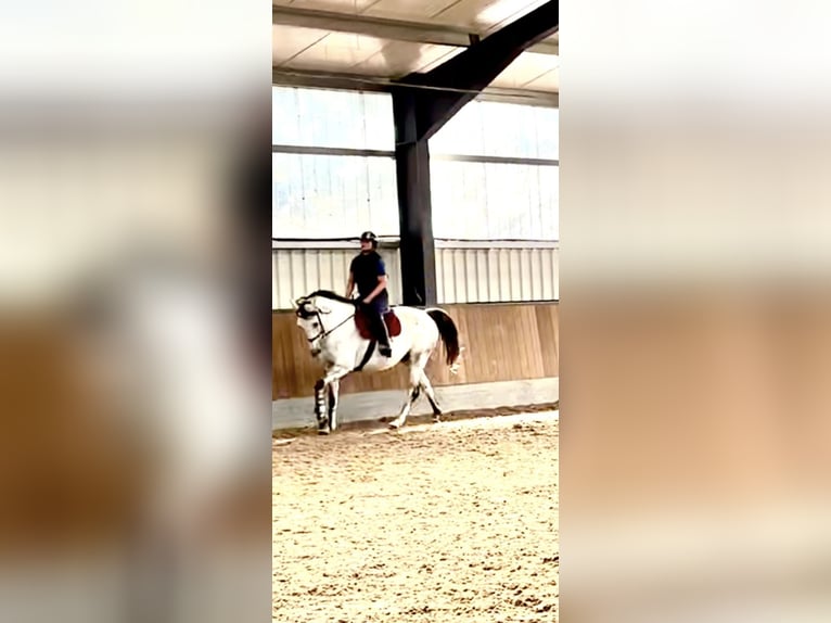 Brandenburger Warmblut Wallach 11 Jahre 160 cm Schimmel in Herzlake
