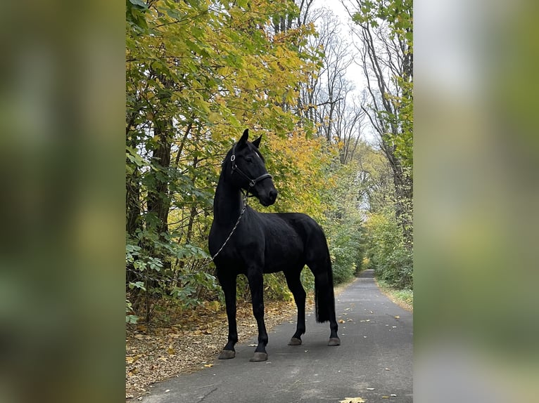 Brandenburger Warmblut Wallach 11 Jahre 168 cm Rappe in Spreenhagen Braunsdorf