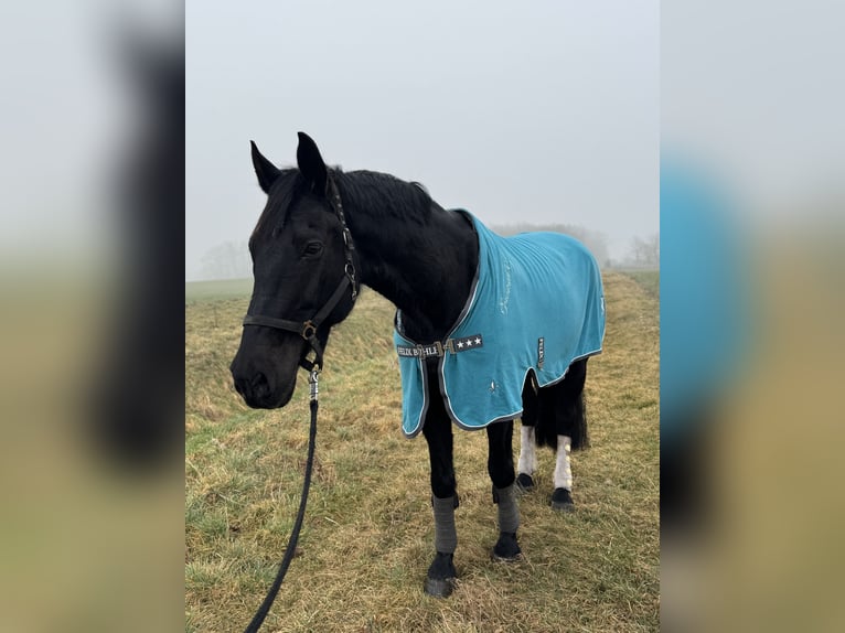 Brandenburger Warmblut Wallach 11 Jahre 168 cm Rappe in Spreenhagen Braunsdorf