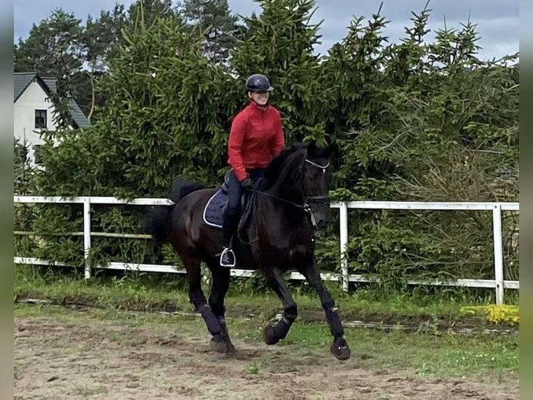 Brandenburger Warmblut Wallach 11 Jahre 168 cm Rappe in Spreenhagen Braunsdorf