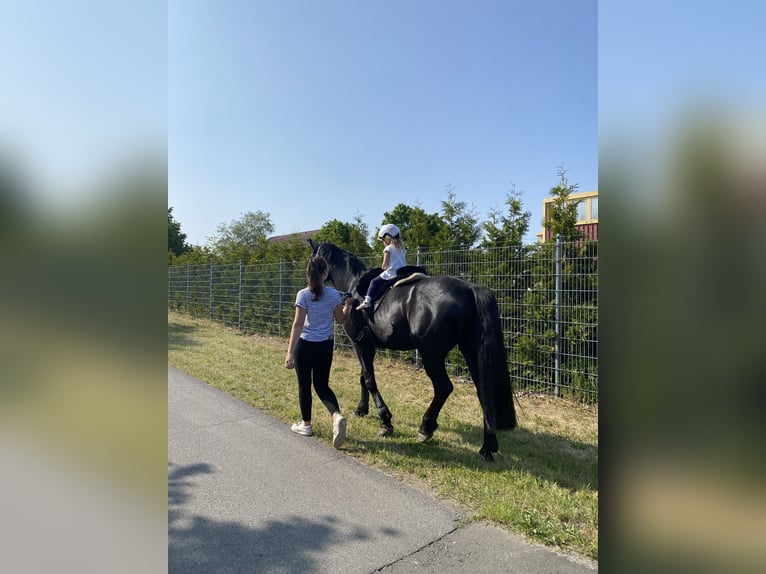 Brandenburger Warmblut Wallach 11 Jahre 168 cm Rappe in Spreenhagen Braunsdorf