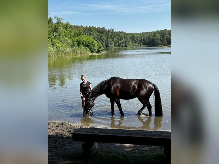 Brandenburger Warmblut Wallach 11 Jahre 168 cm Rappe in Spreenhagen Braunsdorf