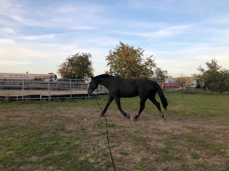 Brandenburger Warmblut Wallach 11 Jahre 168 cm Rappe in Spreenhagen Braunsdorf