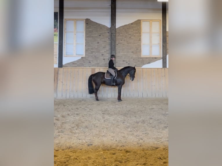 Brandenburger Warmblut Wallach 11 Jahre 168 cm Rappe in Spreenhagen Braunsdorf