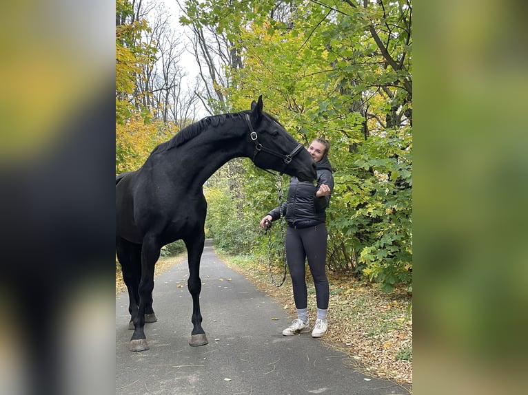 Brandenburger Warmblut Wallach 11 Jahre 168 cm Rappe in Spreenhagen Braunsdorf