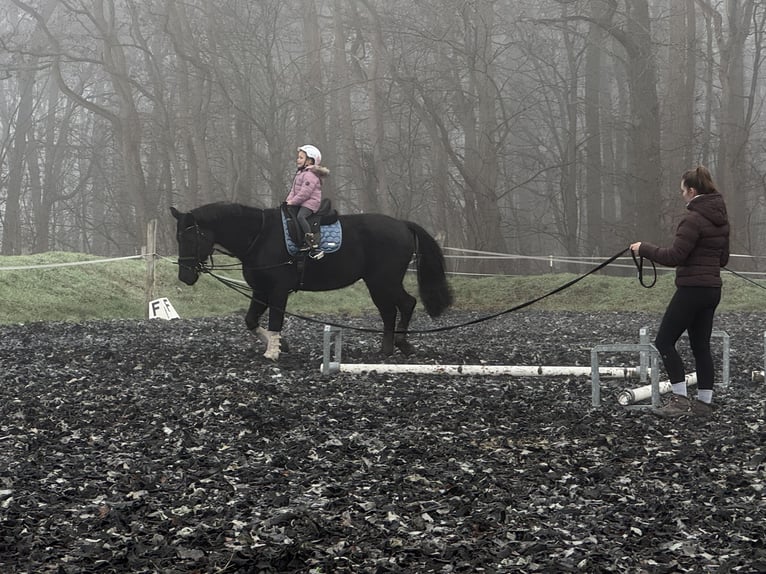 Brandenburger Warmblut Wallach 11 Jahre 168 cm Rappe in Spreenhagen Braunsdorf