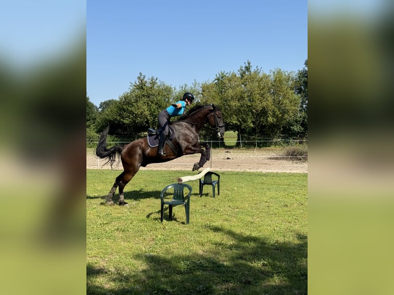 Brandenburger Warmblut Wallach 11 Jahre 168 cm Rappe in Spreenhagen Braunsdorf