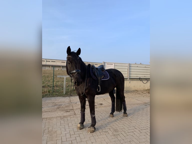 Brandenburger Warmblut Wallach 11 Jahre 168 cm Rappe in Spreenhagen Braunsdorf