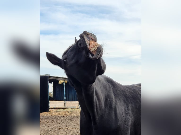 Brandenburger Warmblut Wallach 11 Jahre 168 cm Rappe in Spreenhagen Braunsdorf