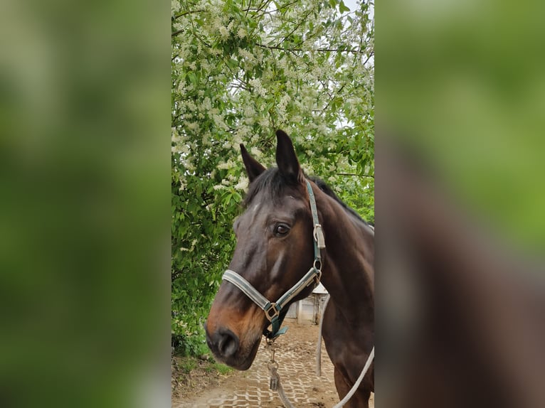 Brandenburger Warmblut Wallach 11 Jahre 172 cm Dunkelbrauner in Ketsch