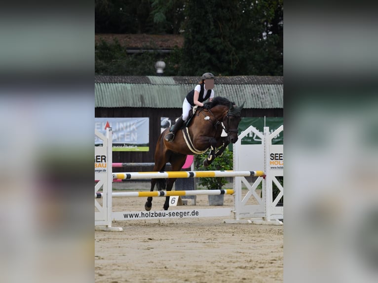 Brandenburger Warmblut Wallach 11 Jahre 172 cm Dunkelbrauner in Ketsch