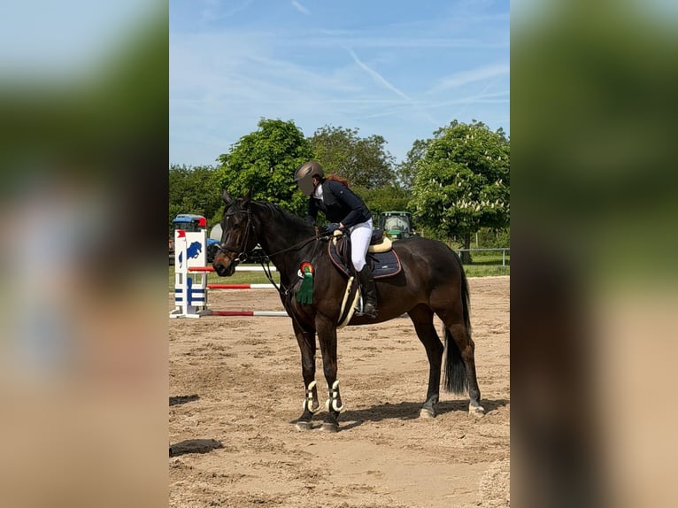 Brandenburger Warmblut Wallach 11 Jahre 172 cm Dunkelbrauner in Ketsch