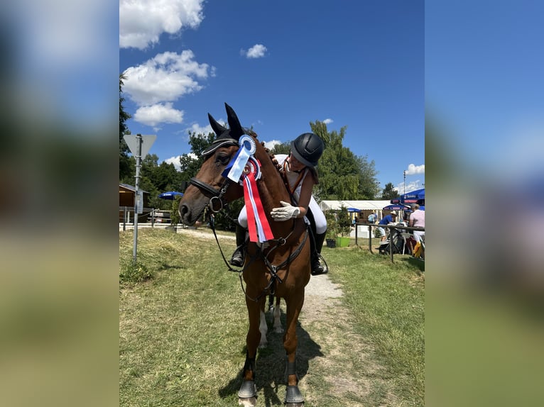 Brandenburger Warmblut Wallach 11 Jahre Fuchs in Villingen-Schwenningen