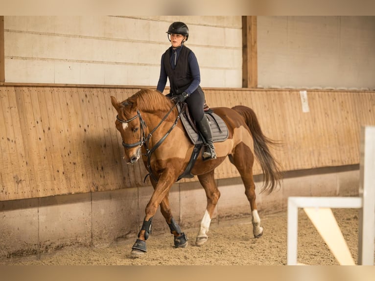 Brandenburger Warmblut Wallach 11 Jahre Fuchs in Villingen-Schwenningen