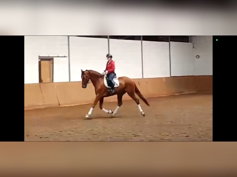 Brandenburger Warmblut Wallach 12 Jahre 173 cm Fuchs in SAULTAIN