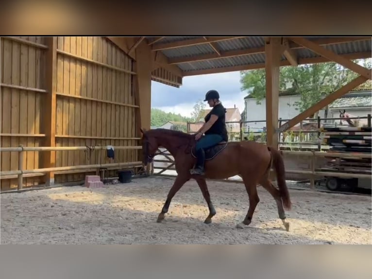Brandenburger Warmblut Wallach 12 Jahre 173 cm Fuchs in SAULTAIN