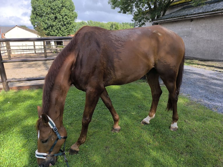 Brandenburger Warmblut Wallach 12 Jahre 173 cm Fuchs in SAULTAIN