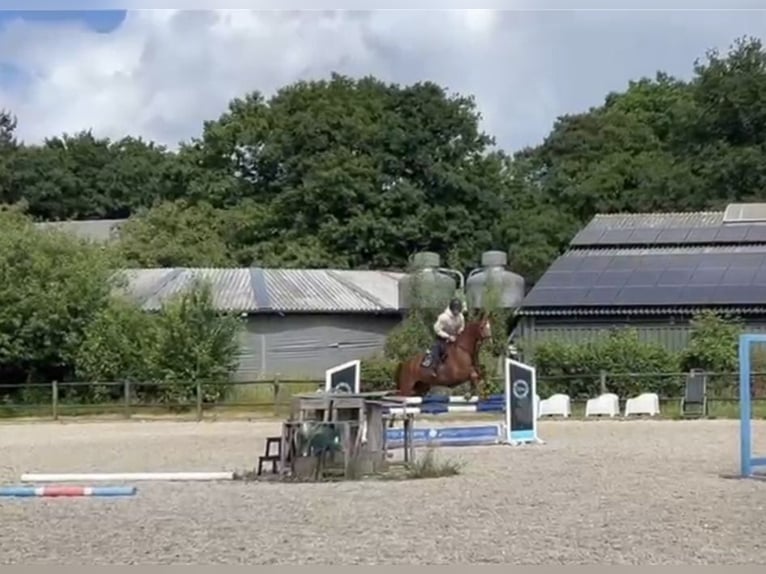 Brandenburger Warmblut Wallach 12 Jahre 173 cm Fuchs in SAULTAIN