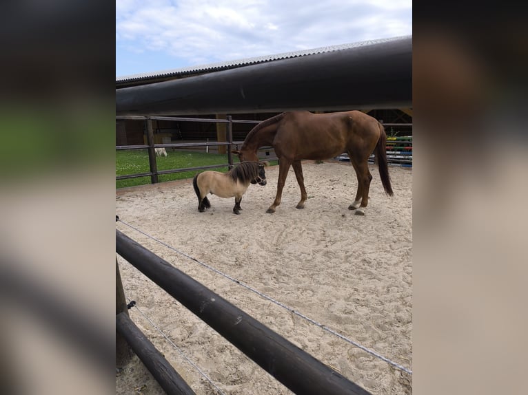 Brandenburger Warmblut Wallach 12 Jahre 173 cm Fuchs in SAULTAIN
