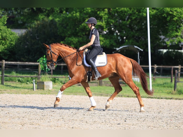 Brandenburger Warmblut Wallach 12 Jahre 173 cm Fuchs in SAULTAIN