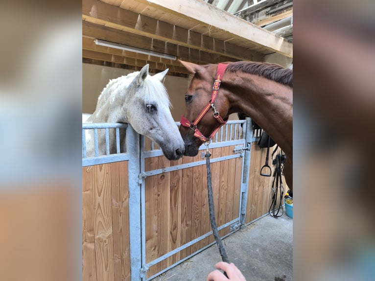 Brandenburger Warmblut Wallach 12 Jahre 173 cm Fuchs in SAULTAIN